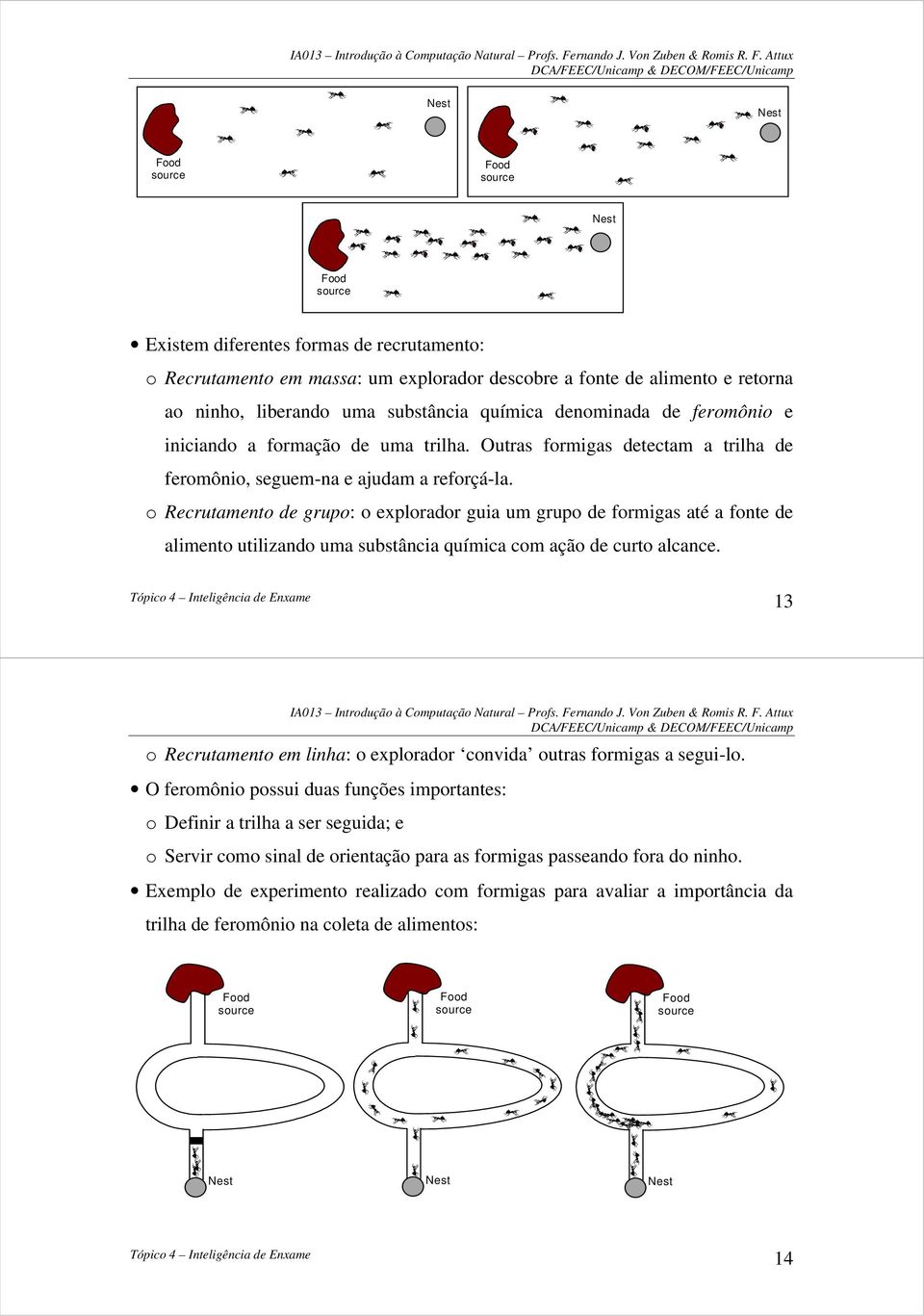 o Recrutamento de grupo: o explorador guia um grupo de formigas até a fonte de alimento utilizando uma substância química com ação de curto alcance.