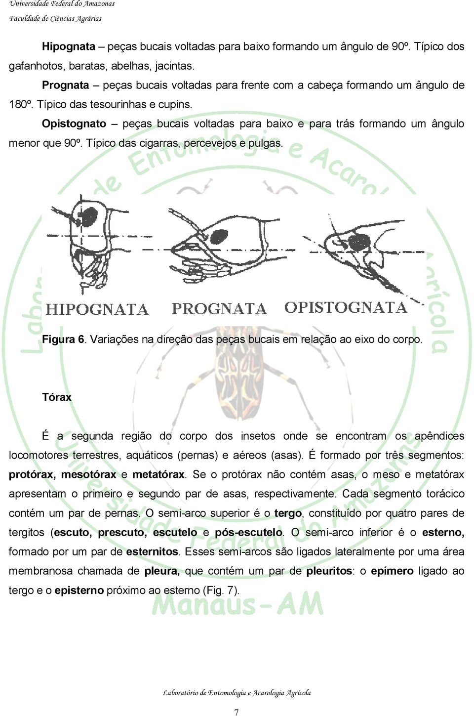 Opistognato peças bucais voltadas para baixo e para trás formando um ângulo menor que 90º. Típico das cigarras, percevejos e pulgas. Figura 6.