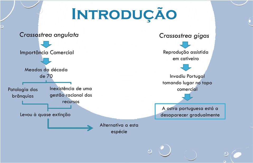 Crassostrea gigas Reprodução assistida em cativeiro Invadiu Portugal tomando lugar no