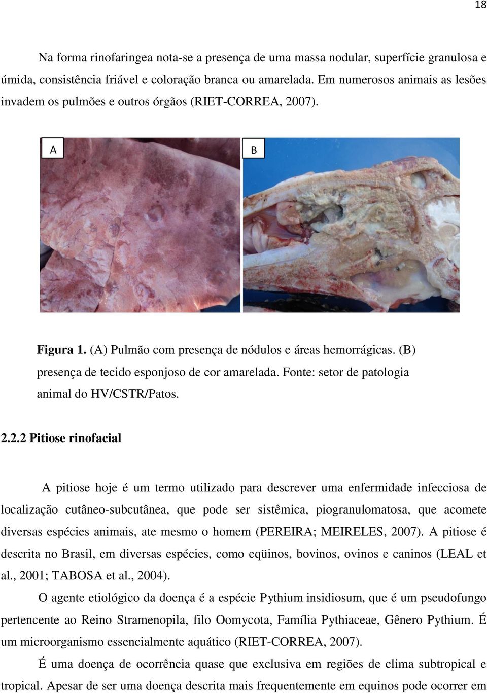 (B) presença de tecido esponjoso de cor amarelada. Fonte: setor de patologia animal do HV/CSTR/Patos. 2.