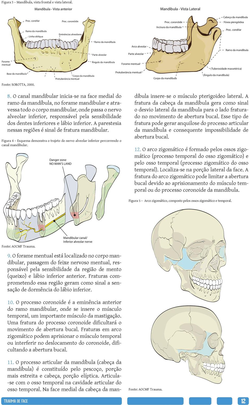 condilar Ramo da mandíbula Parte alveolar Arco alveolar Parte alveolar Ramo da mandíbula Forame mentual Base da mandíbula Corpo da mandíbula Protuberância mentual Ângulo da mandíbula Forame mentual