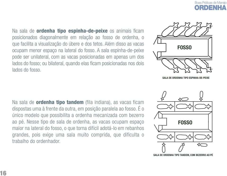 A sala espinha-de-peixe pode ser unilateral, com as vacas posicionadas em apenas um dos lados do fosso; ou bilateral, quando elas fi cam posicionadas nos dois lados do fosso.