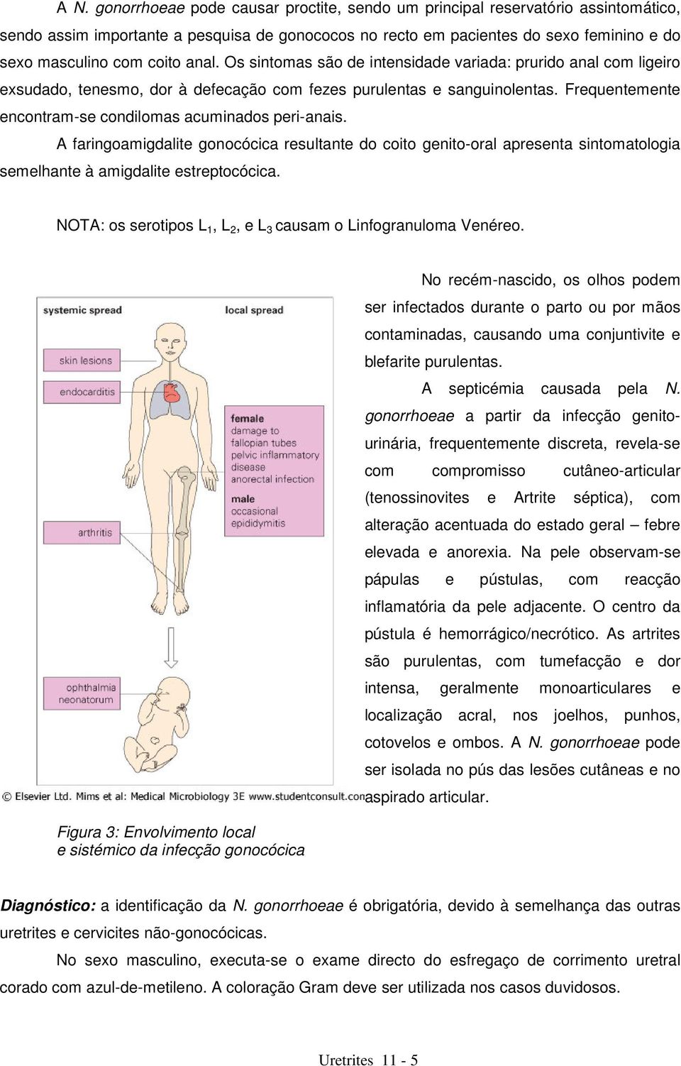 Frequentemente encontram-se condilomas acuminados peri-anais. A faringoamigdalite gonocócica resultante do coito genito-oral apresenta sintomatologia semelhante à amigdalite estreptocócica.