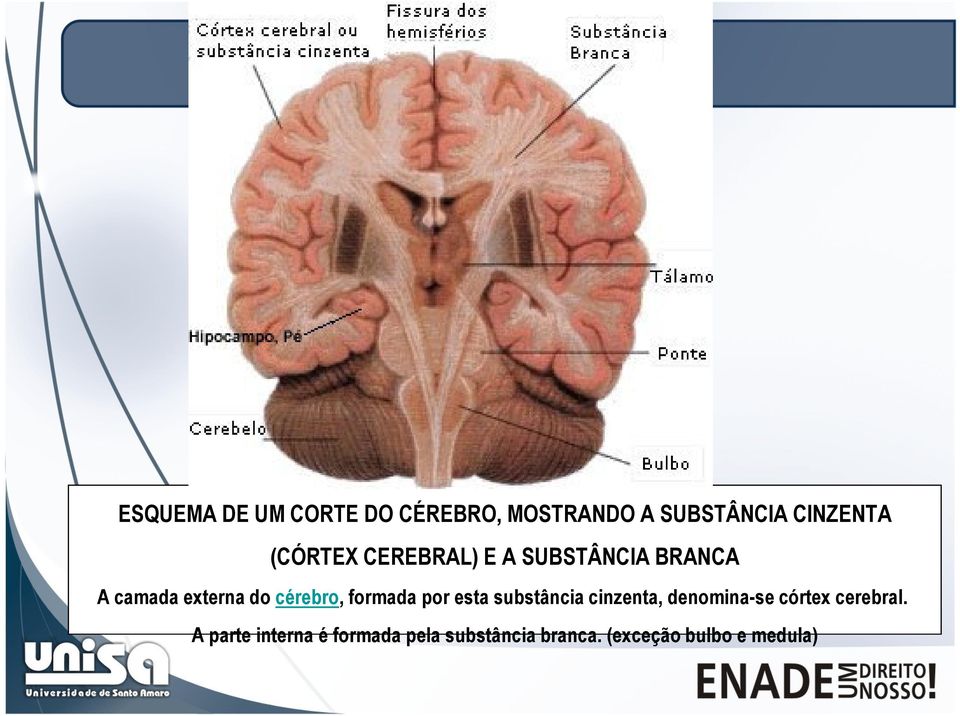formada por esta substância cinzenta, denomina-se córtex cerebral.