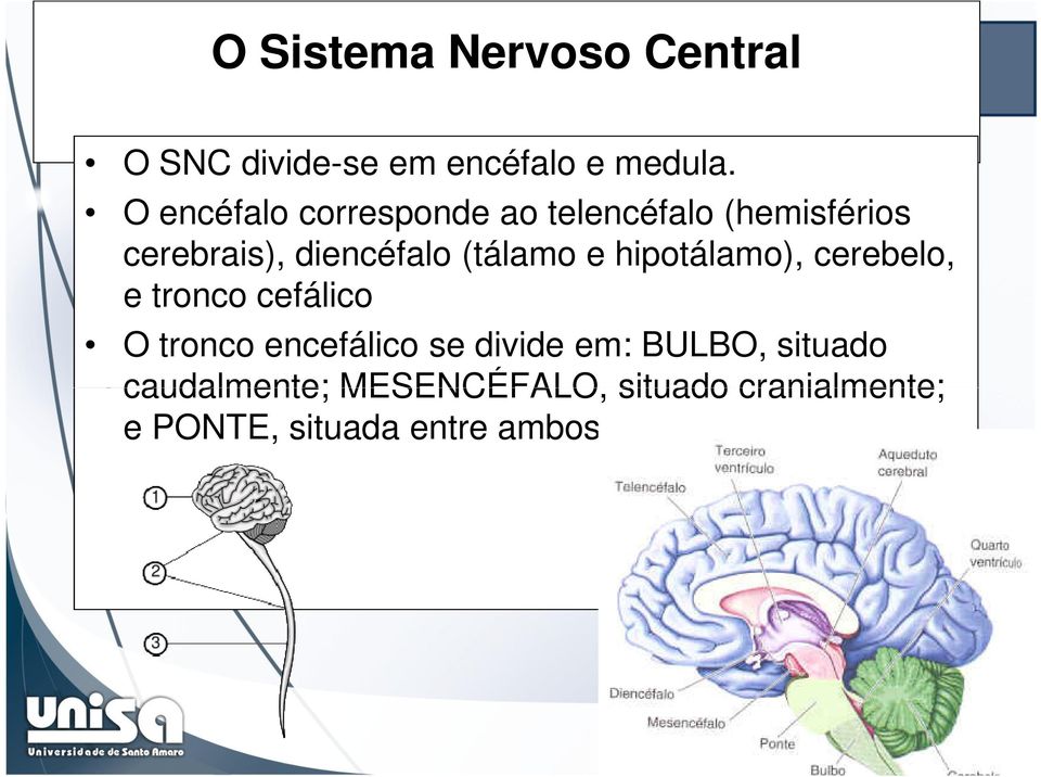 (tálamo e hipotálamo), cerebelo, e tronco cefálico O tronco encefálico se