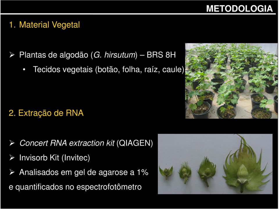 Extração de RNA Concert RNA extraction kit (QIAGEN) Invisorb Kit