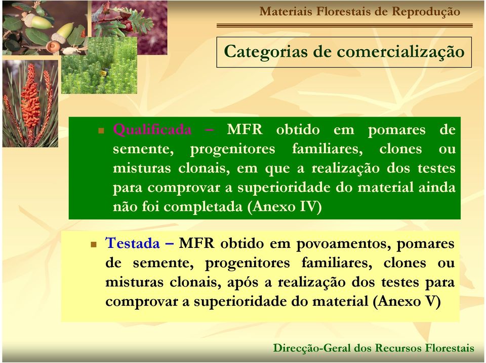 ainda não foi completada (Anexo IV) Testada MFR obtido em povoamentos, pomares de semente, progenitores