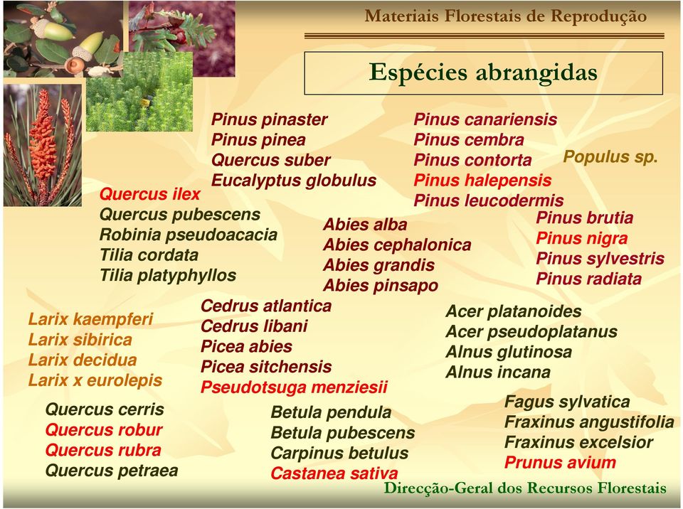 abrangidas Abies alba Abies cephalonica Abies grandis Abies pinsapo Pinus canariensis Pinus cembra Pinus contorta Pinus halepensis Pinus leucodermis Populus sp.