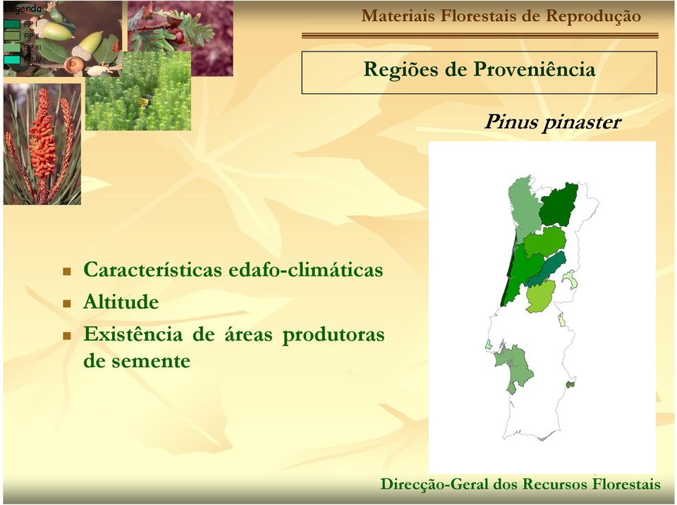 Proveniência Pinus pinaster Características