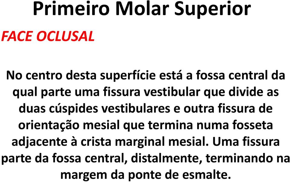 orientação mesial que termina numa fosseta adjacente à crista marginal mesial.