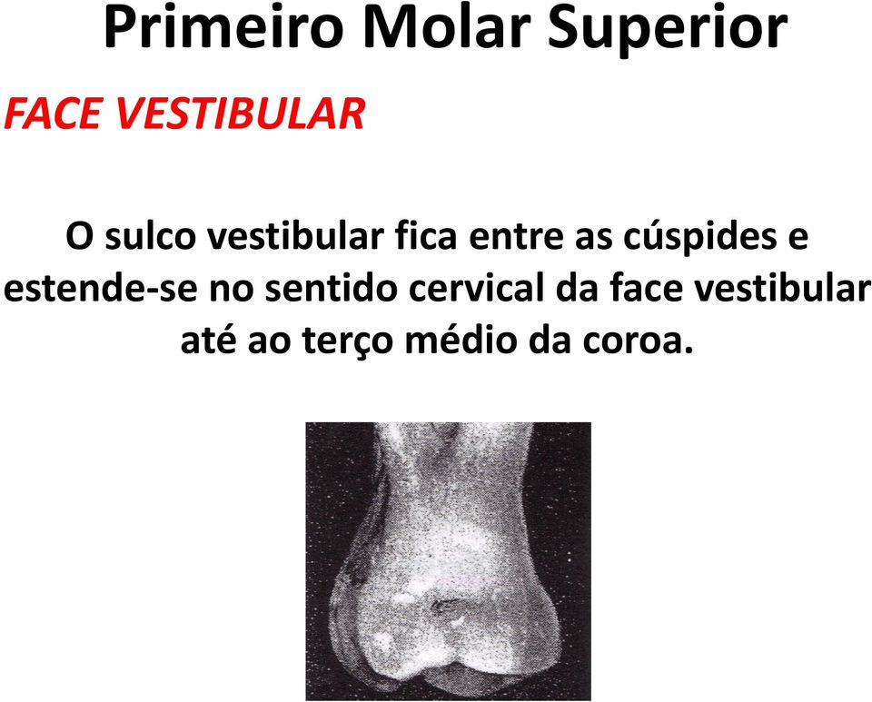 estende-se no sentido cervical da