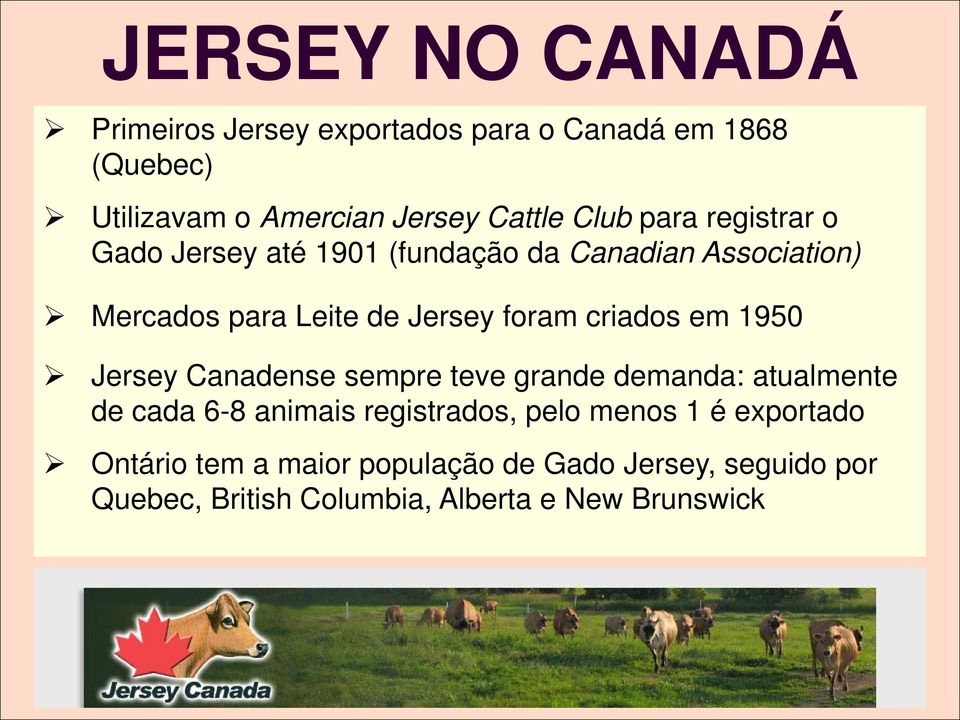 criados em 1950 Jersey Canadense sempre teve grande demanda: atualmente de cada 6-8 animais registrados, pelo menos