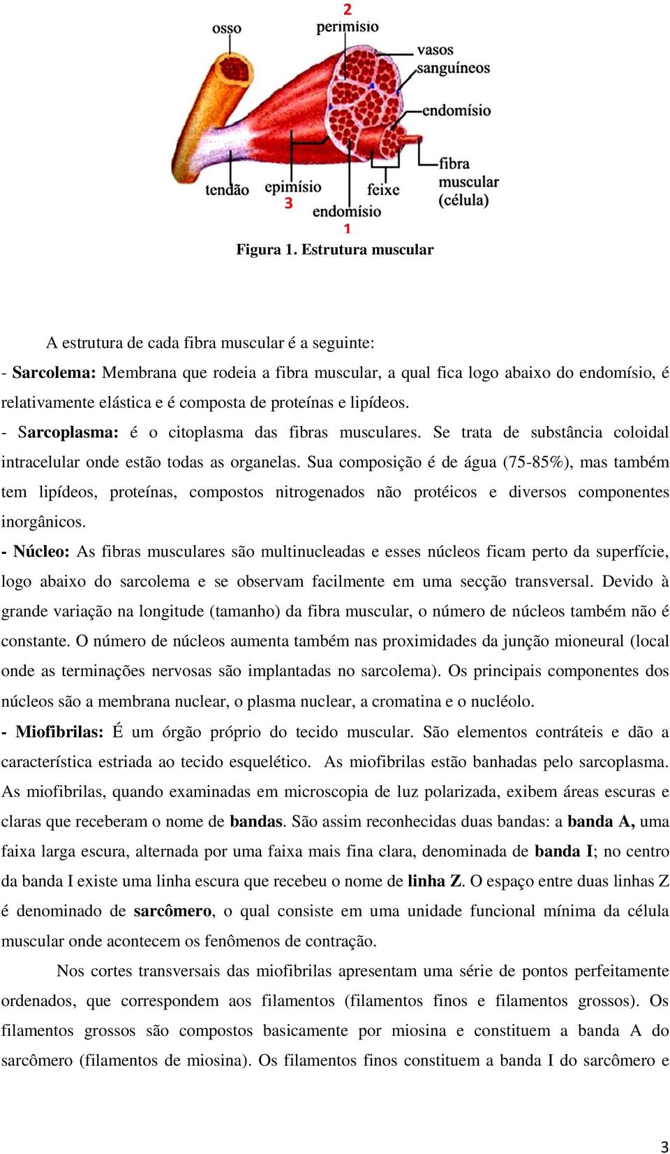 proteínas e lipídeos. - Sarcoplasma: é o citoplasma das fibras musculares. Se trata de substância coloidal intracelular onde estão todas as organelas.