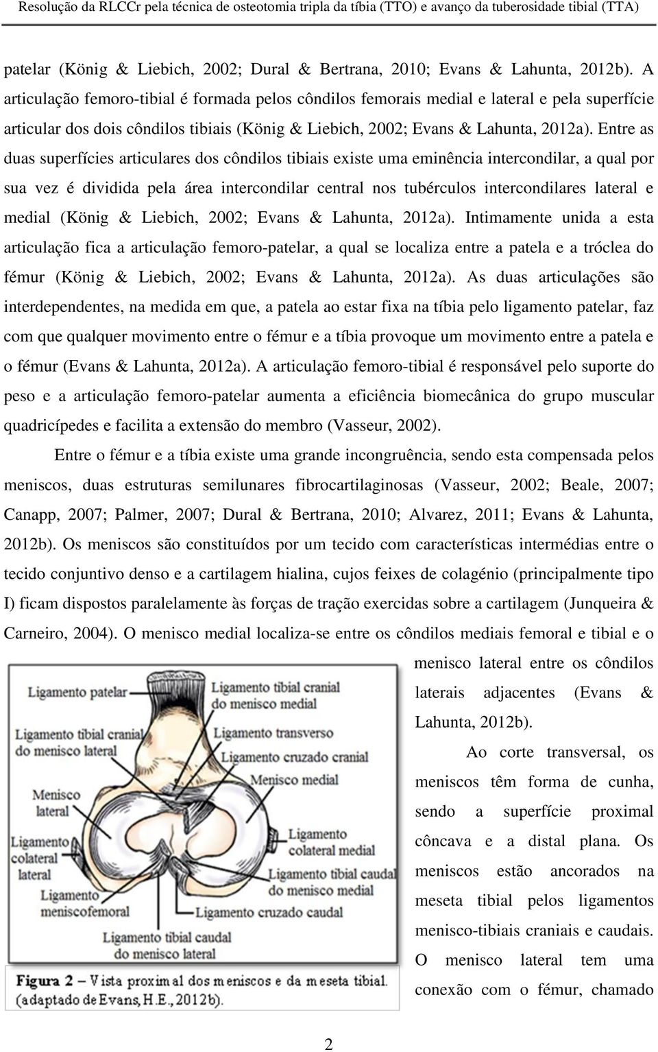 Entre as duas superfícies articulares dos côndilos tibiais existe uma eminência intercondilar, a qual por sua vez é dividida pela área intercondilar central nos tubérculos intercondilares lateral e