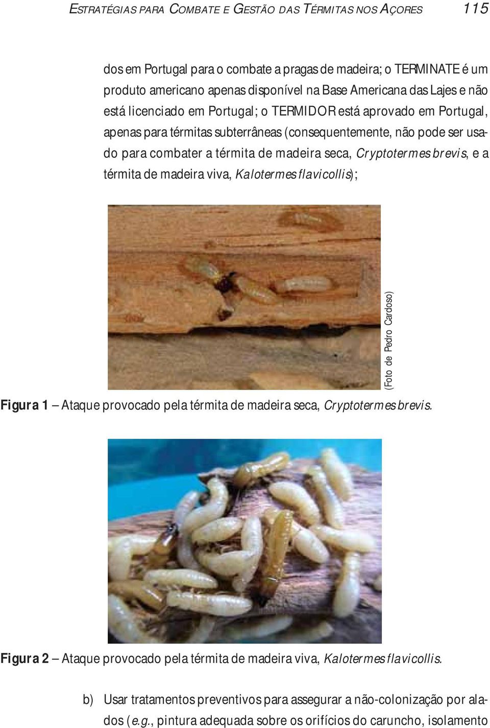 Cryptotermes brevis, e a térmita de madeira viva, Kalotermes flavicollis); Figura 1 Ataque provocado pela térmita de madeira seca, Cryptotermes brevis.
