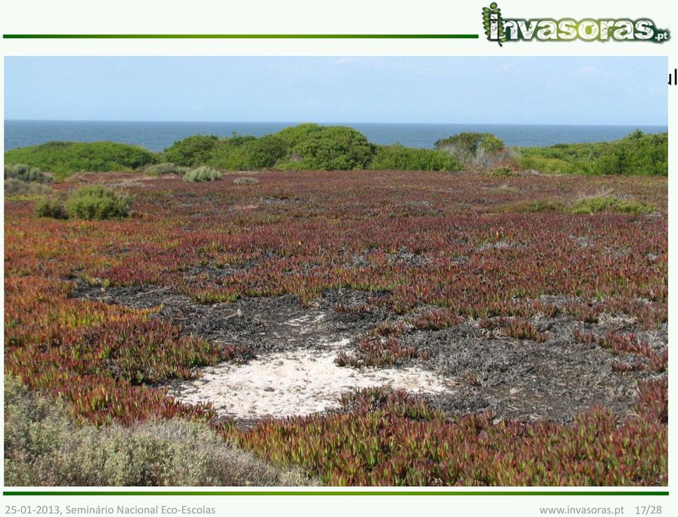 cabos e taludes onde foi plantado 25-01-2013,