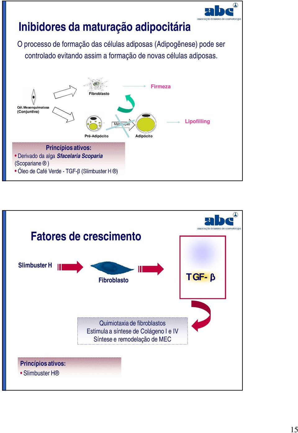 Mesenquimatosa (Conjuntiva) Maturação Lipofilling Pré-Adipócito Adipócito Princípios ativos: Derivado da alga Sfacelaria Scoparia