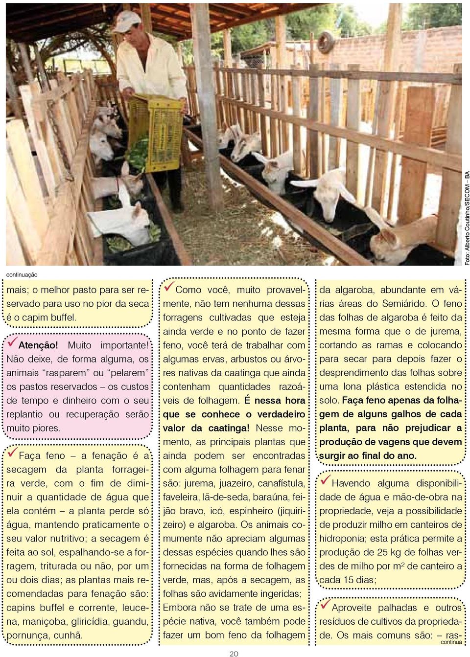 Faça feno a fenação é a secagem da planta forrageira verde, com o fim de diminuir a quantidade de água que ela contém a planta perde só água, mantendo praticamente o seu valor nutritivo; a secagem é