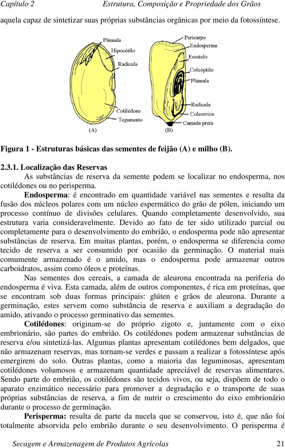 Endosperma: é encontrado em quantidade variável nas sementes e resulta da fusão dos núcleos polares com um núcleo espermático do grão de pólen, iniciando um processo contínuo de divisões celulares.