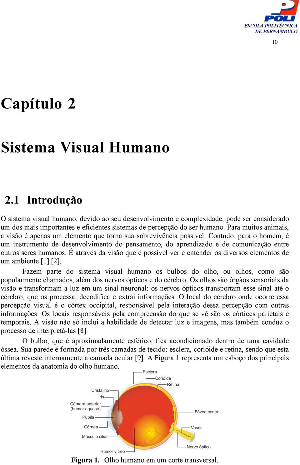 Para muitos animais, a visão é apenas um elemento que torna sua sobrevivência possível.