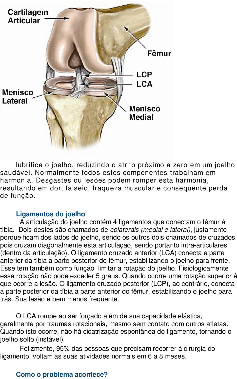 Ligamentos do joelho A articulação do joelho contém 4 ligamentos que conectam o fêmur à tíbia.
