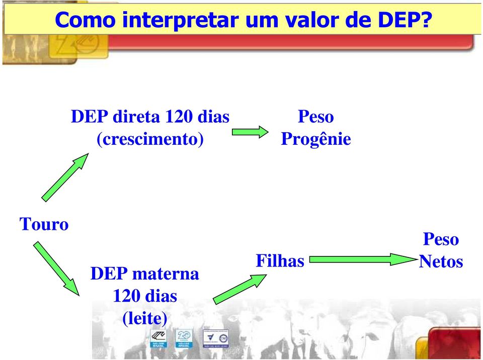 Peso Progênie Touro DEP materna