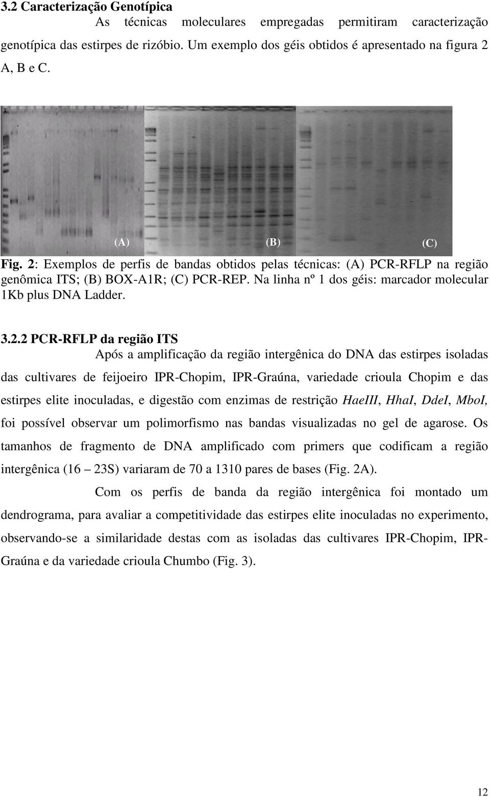 3.2.2 PCR-RFLP da região ITS Após a amplificação da região intergênica do DNA das estirpes isoladas das cultivares de feijoeiro IPR-Chopim, IPR-Graúna, variedade crioula Chopim e das estirpes elite