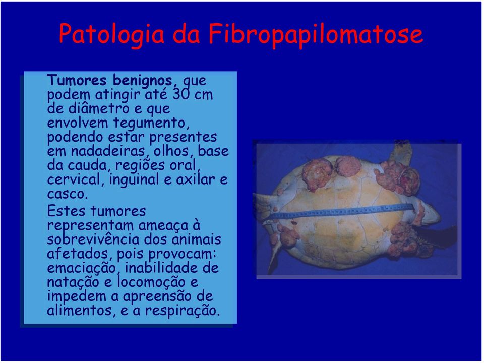 cervical, inguinal e axilar e casco.