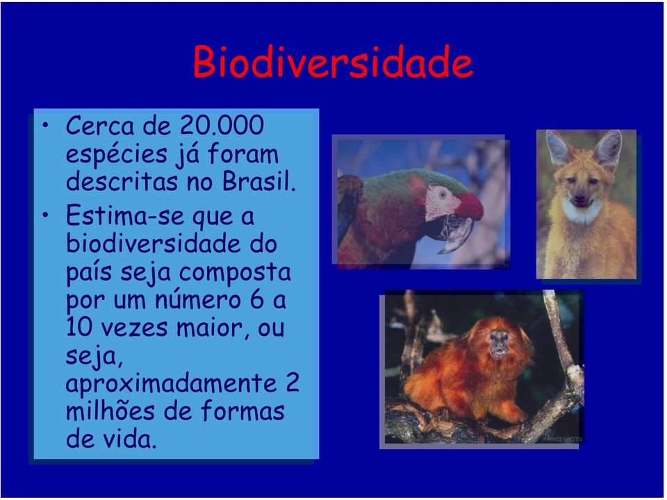 Estima-se que a biodiversidade do país seja composta