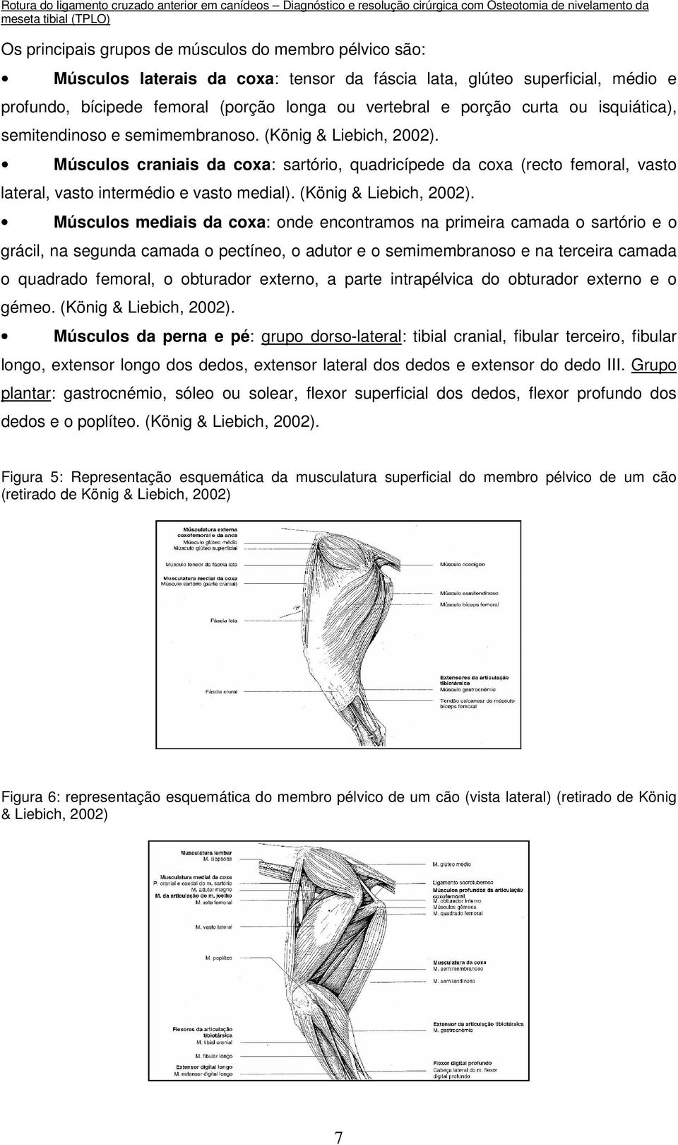 Músculos craniais da coxa: sartório, quadricípede da coxa (recto femoral, vasto lateral, vasto intermédio e vasto medial). (König & Liebich, 2002).