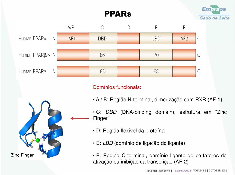 flexível da proteína E: LBD (domínio de ligação do ligante) Zinc Finger F: