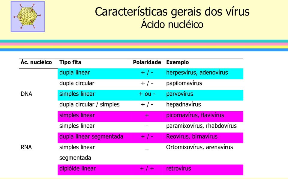 DNA RNA simples linear + ou - parvovírus dupla circular / simples + / - hepadnavírus simples linear + picornavírus,