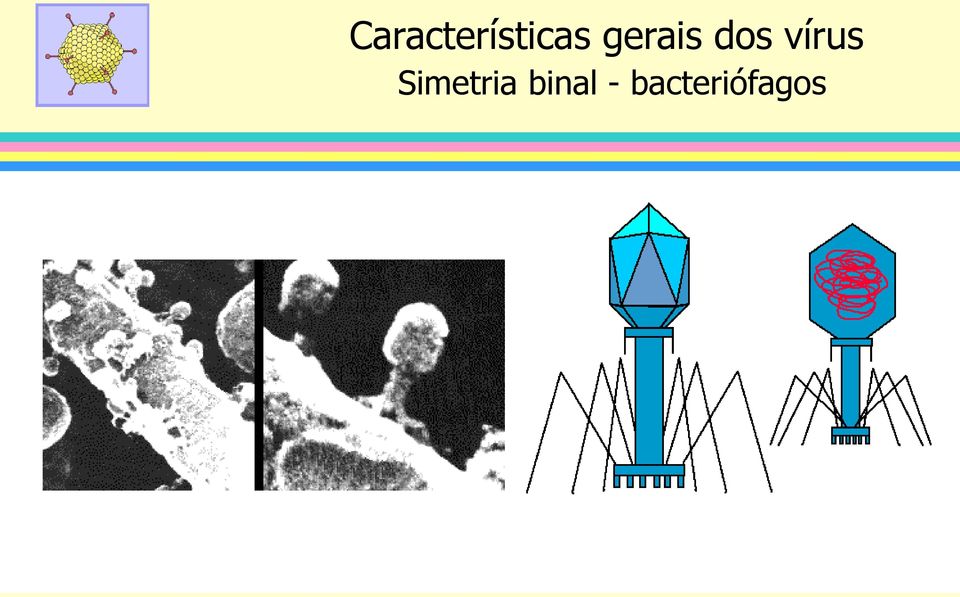 vírus Simetria