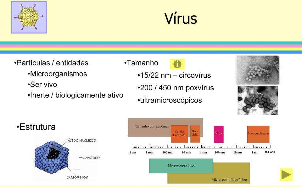 Estrutura Tamanho dos genomas Células Eucariotas Bactérias Vírus Macromoléculas 1