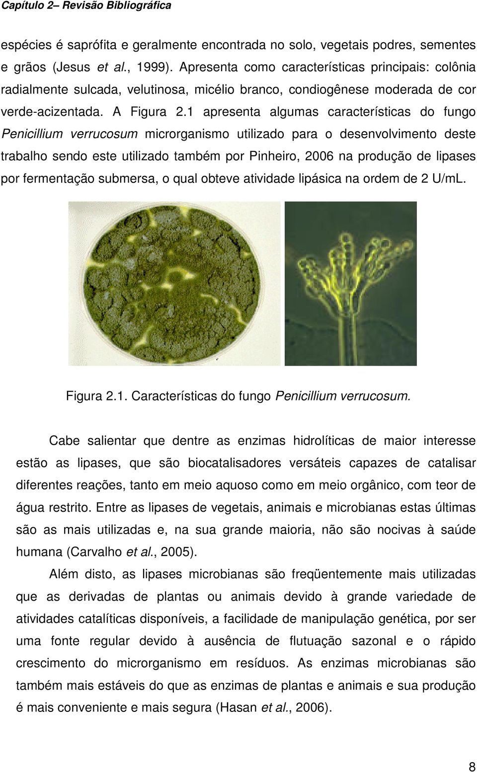 1 apresenta algumas características do fungo Penicillium verrucosum microrganismo utilizado para o desenvolvimento deste trabalho sendo este utilizado também por Pinheiro, 2006 na produção de lipases