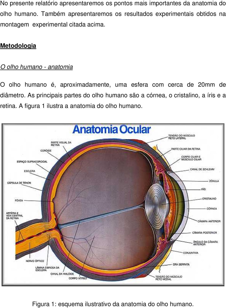 Metodologia O olho humano - anatomia O olho humano é, aproximadamente, uma esfera com cerca de 20mm de diâmetro.
