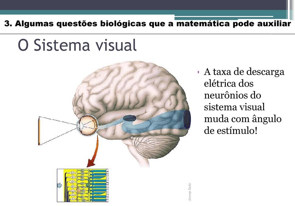 A taxa de descarga elétrica dos neurônios