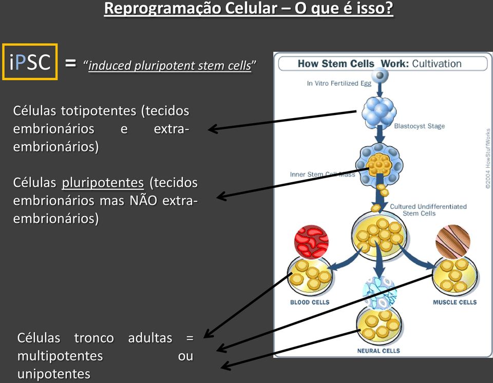 (tecidos embrionários e extraembrionários) Células pluripotentes