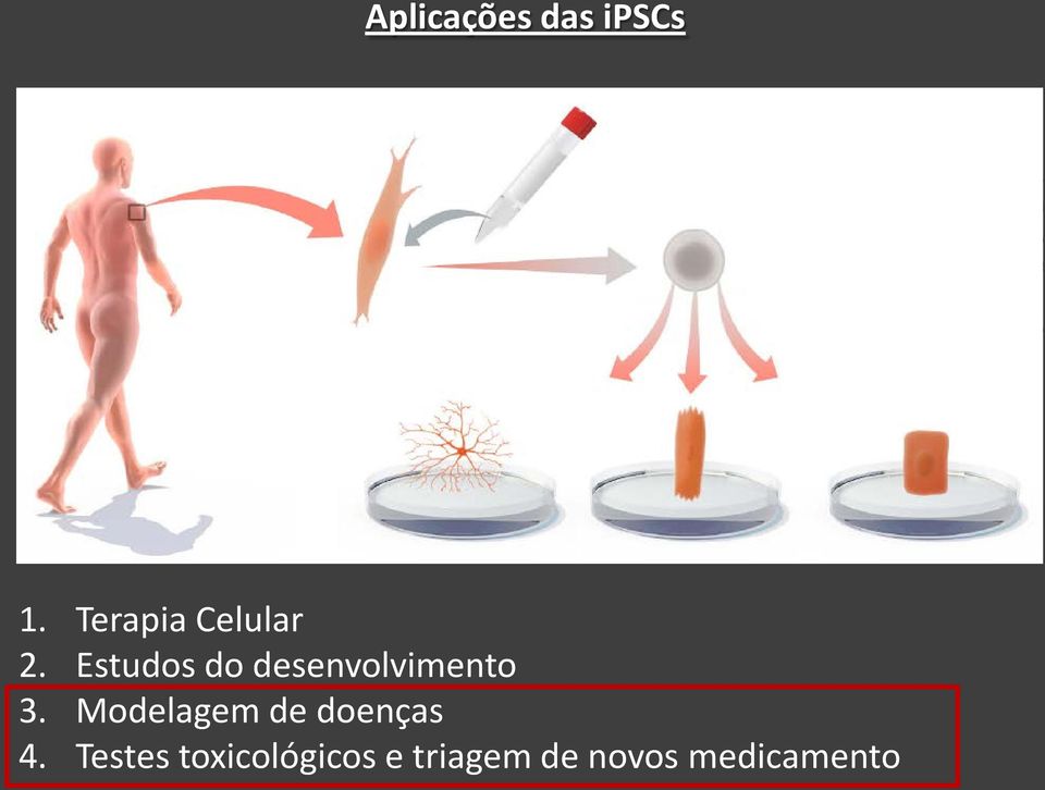 Estudos do desenvolvimento 3.