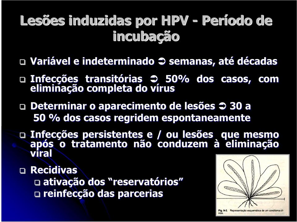 de lesões 30 a 50 % dos casos regridem espontaneamente Infecções persistentes e / ou lesões que mesmo