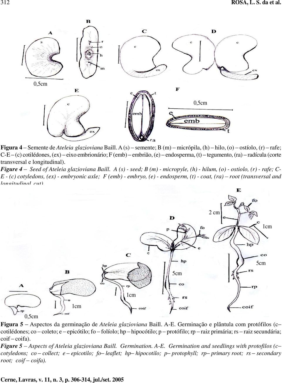 longitudinal). Figure 4 Seed of Ateleia glazioviana Baill.