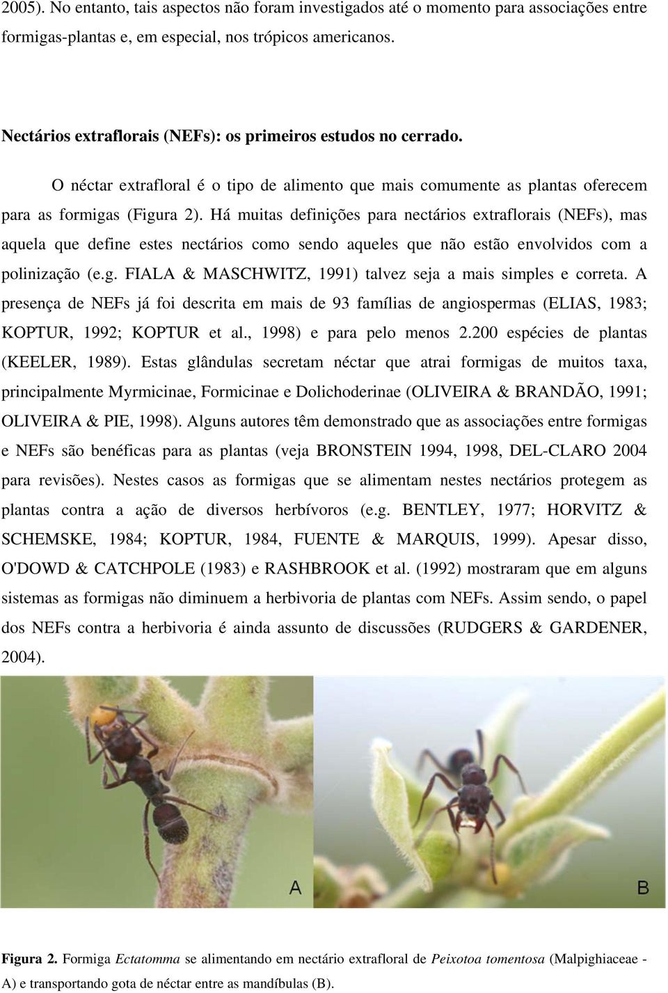 Há muitas definições para nectários extraflorais (NEFs), mas aquela que define estes nectários como sendo aqueles que não estão envolvidos com a polinização (e.g.