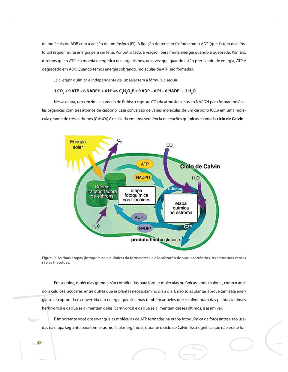 Por isso, dizemos que o ATP é a moeda energética dos organismos, uma vez que quando estão precisando de energia, ATP é degradado em ADP. Quando temos energia sobrando, moléculas de ATP são formadas.