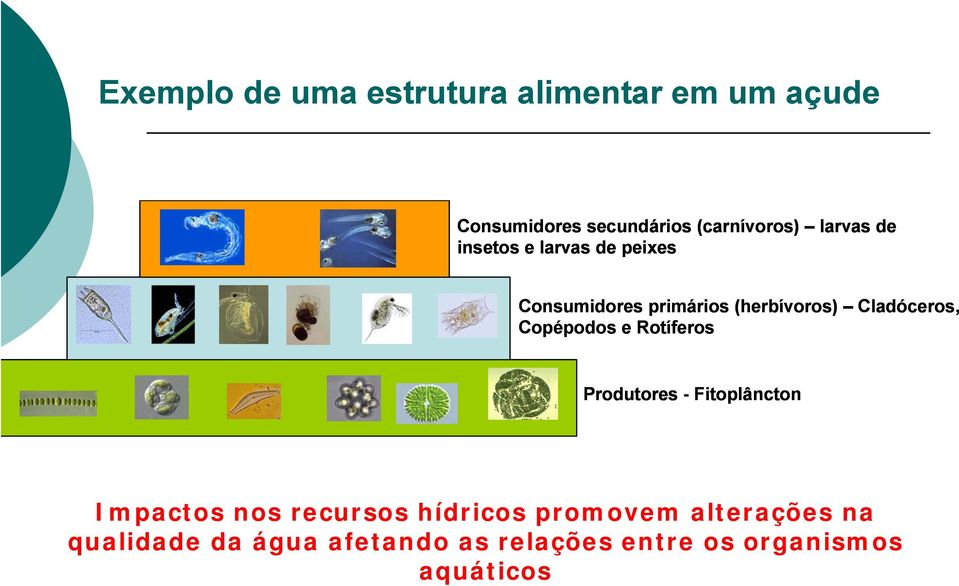 Copépodos e Rotíferos Produtores - Fitoplâncton Impactos nos recursos hídricos