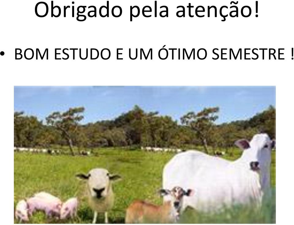 BOM ESTUDO E