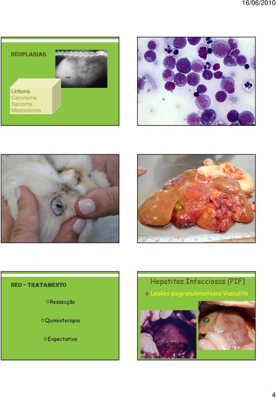 Hepatites Infecciosas (PIF) Lesões