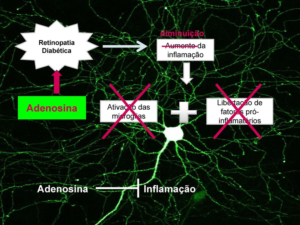 Ativação das microglias Libertação