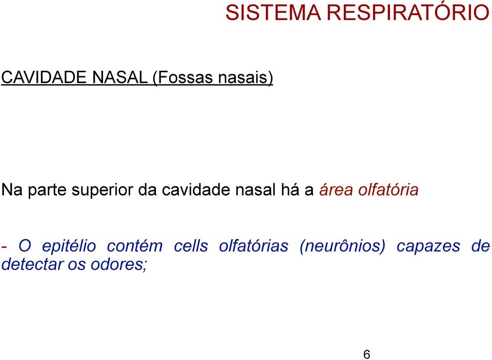 a área olfatória - O epitélio contém cells