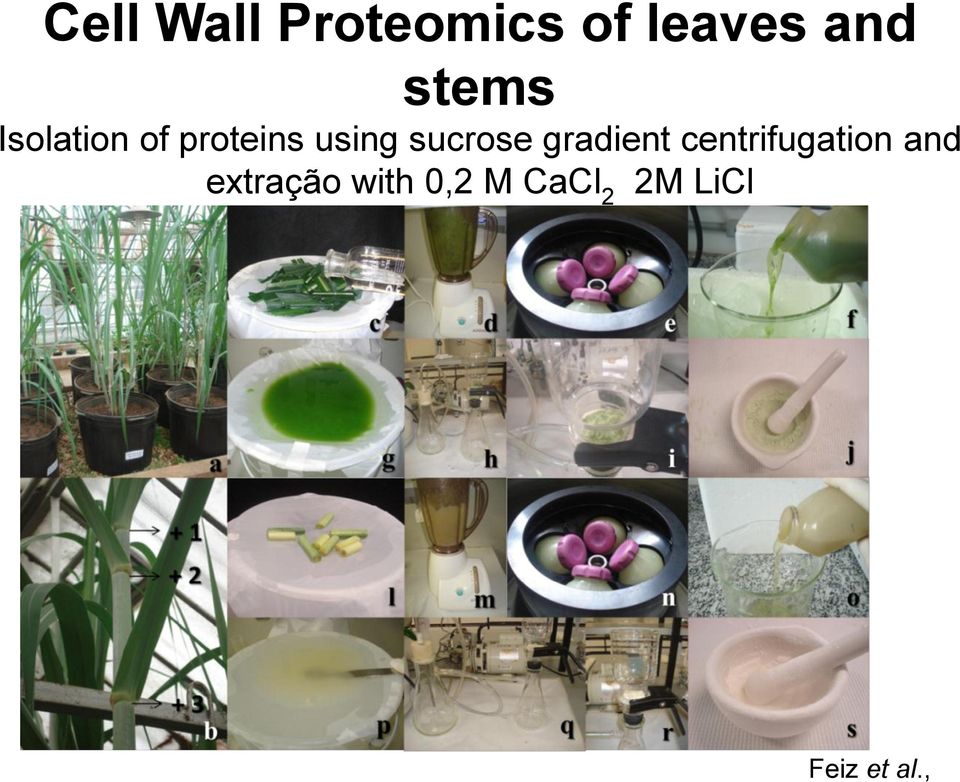 stems Isolation of proteins using