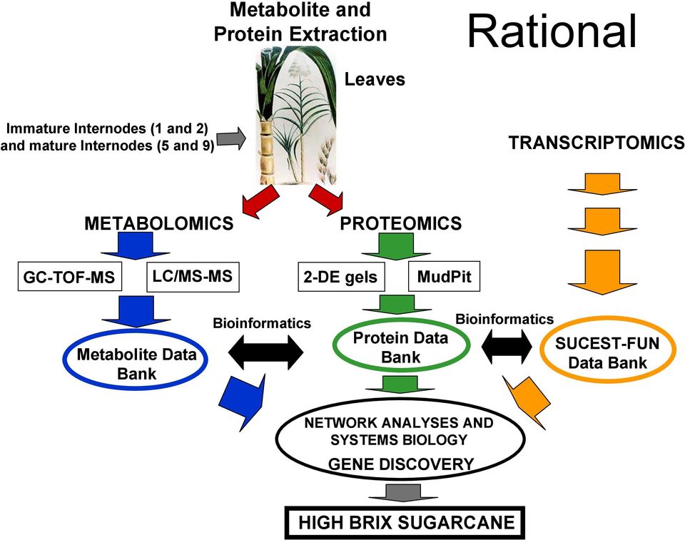 2-DE gels MudPit Metabolite Data Bank Bioinformatics Protein Data Bank Bioinformatics